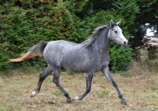 portrait cheval Mufaja'a de Bel Air