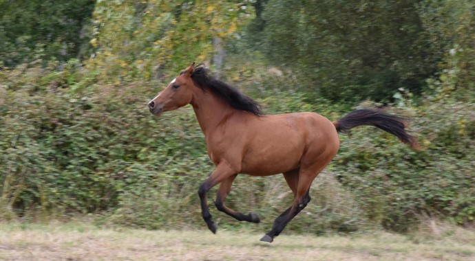 portrait cheval Hadia de Bel Air