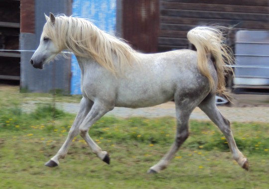 portrait cheval Shalimar des Lys