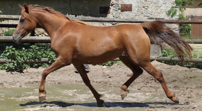 portrait cheval Lira des Pins