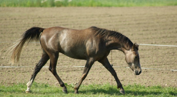 portrait cheval Chakib de Beline