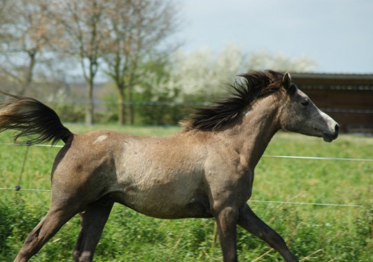 portrait cheval Farouk de Beline