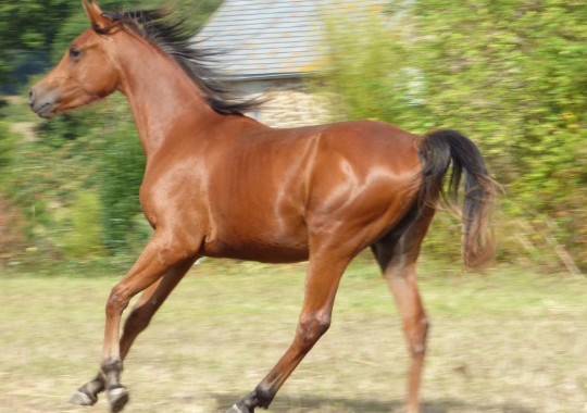 portrait cheval Tasman de Bel Air