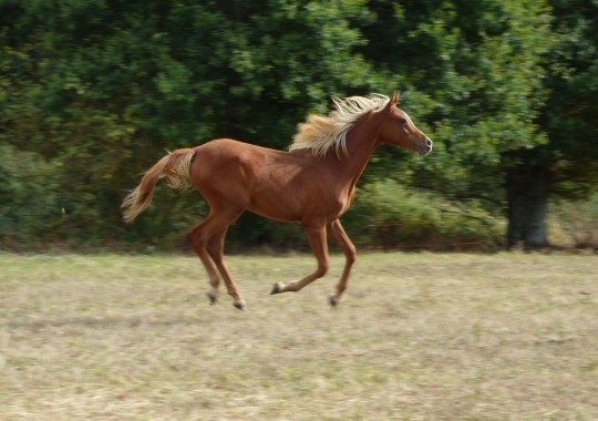 portrait cheval Kim de Bel Air